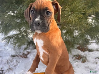 Boxer dogs Skylar - Ad 25