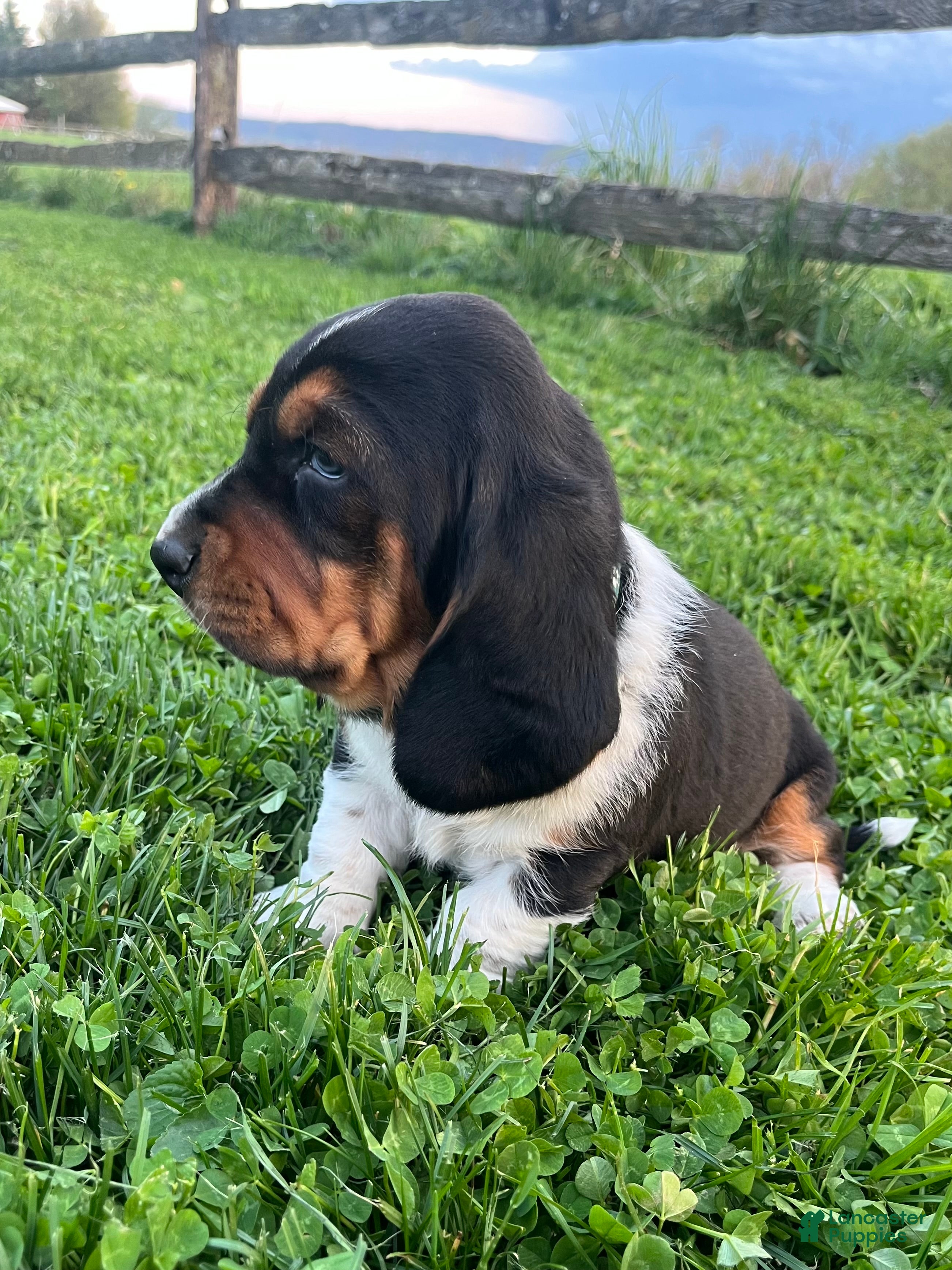 Basset Hound dogs Thaddeus - Ad 14
