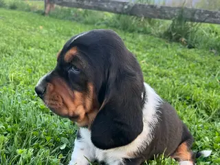 Basset Hound dogs Thaddeus - Ad 14