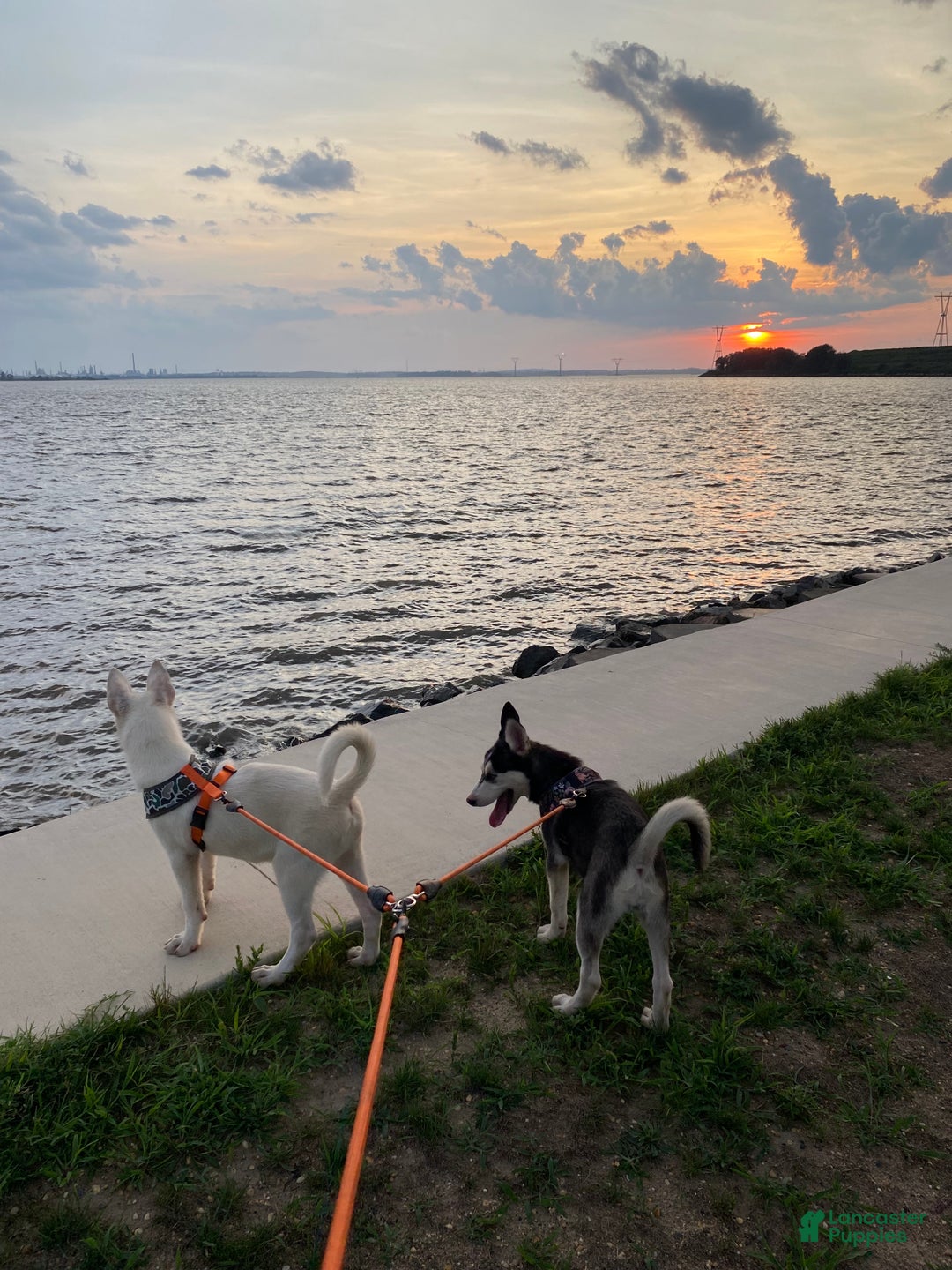 Pomsky dogs for sale: Snickers - Ad 10