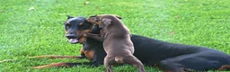 Doberman Pinscher dogs for sale: Roger - Ad 2