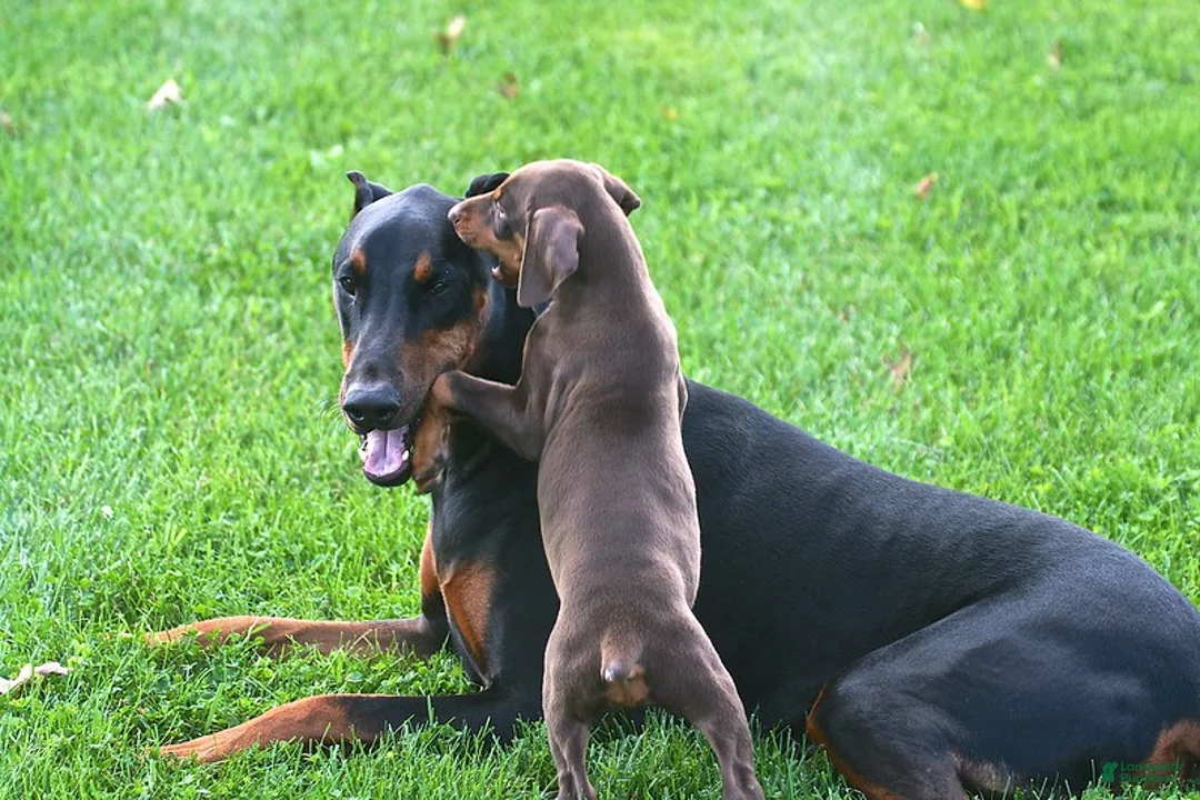 Doberman Pinscher dogs for sale: Roger - Ad 2