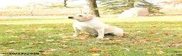 Labrador Retriever dogs for sale: Lily - Ad 3