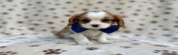 Cavalier King Charles Spaniel dogs for sale: Owen - Ad 3