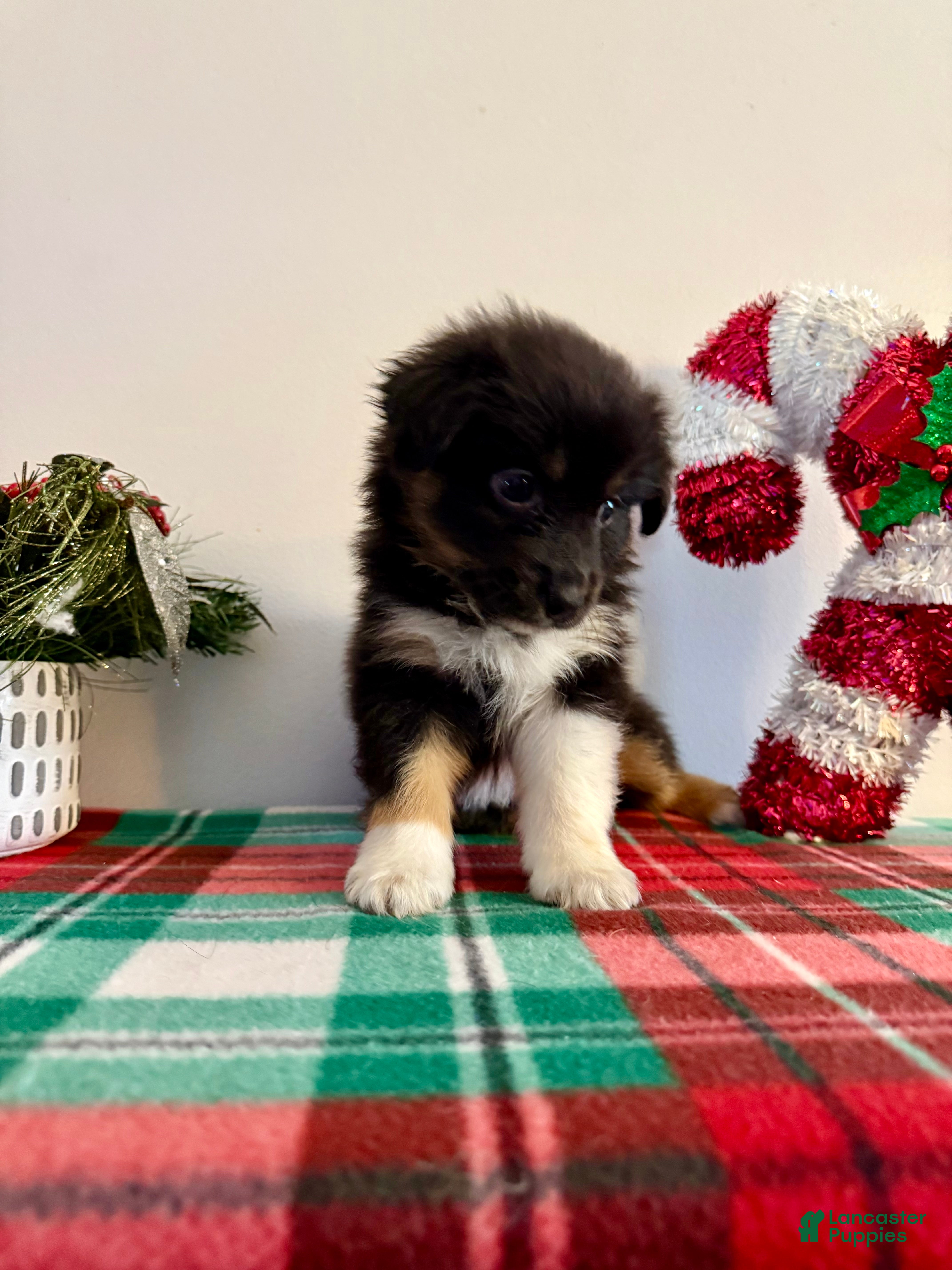 Australian Shepherd dogs Australian Shepherd Puppy 5 --- Daisy  - Ad 10
