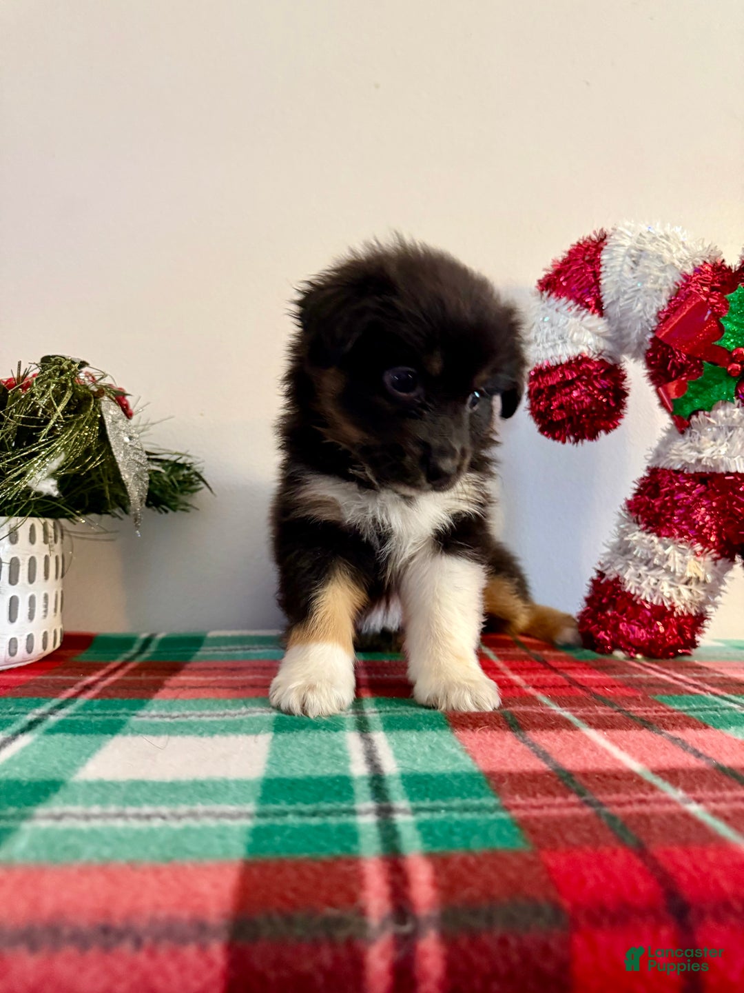 Australian Shepherd dogs for sale: Australian Shepherd Puppy 5 --- Daisy  - Ad 1