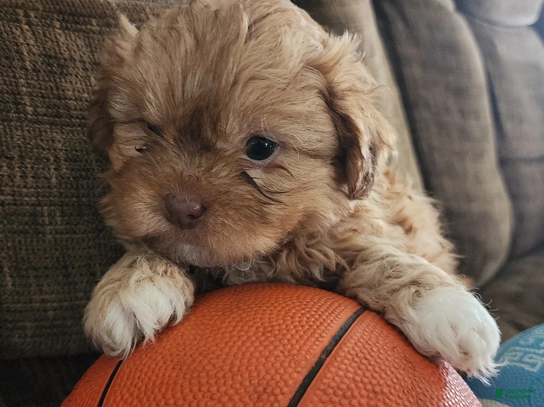 Shihpoo dogs for sale: HADES - Ad 4