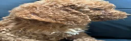 Standard Poodle dogs for sale: Daisy - Ad 5