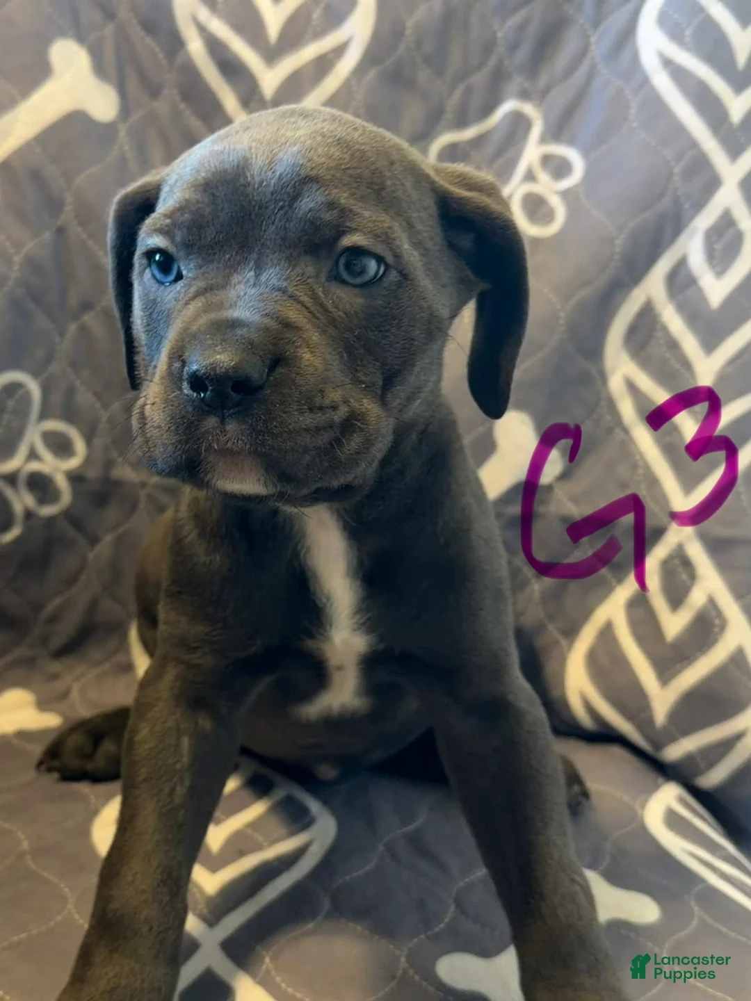 Cane Corso dogs for sale: G3 - Ad 1