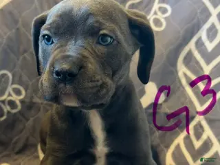 Cane Corso dogs G3 - Ad 40