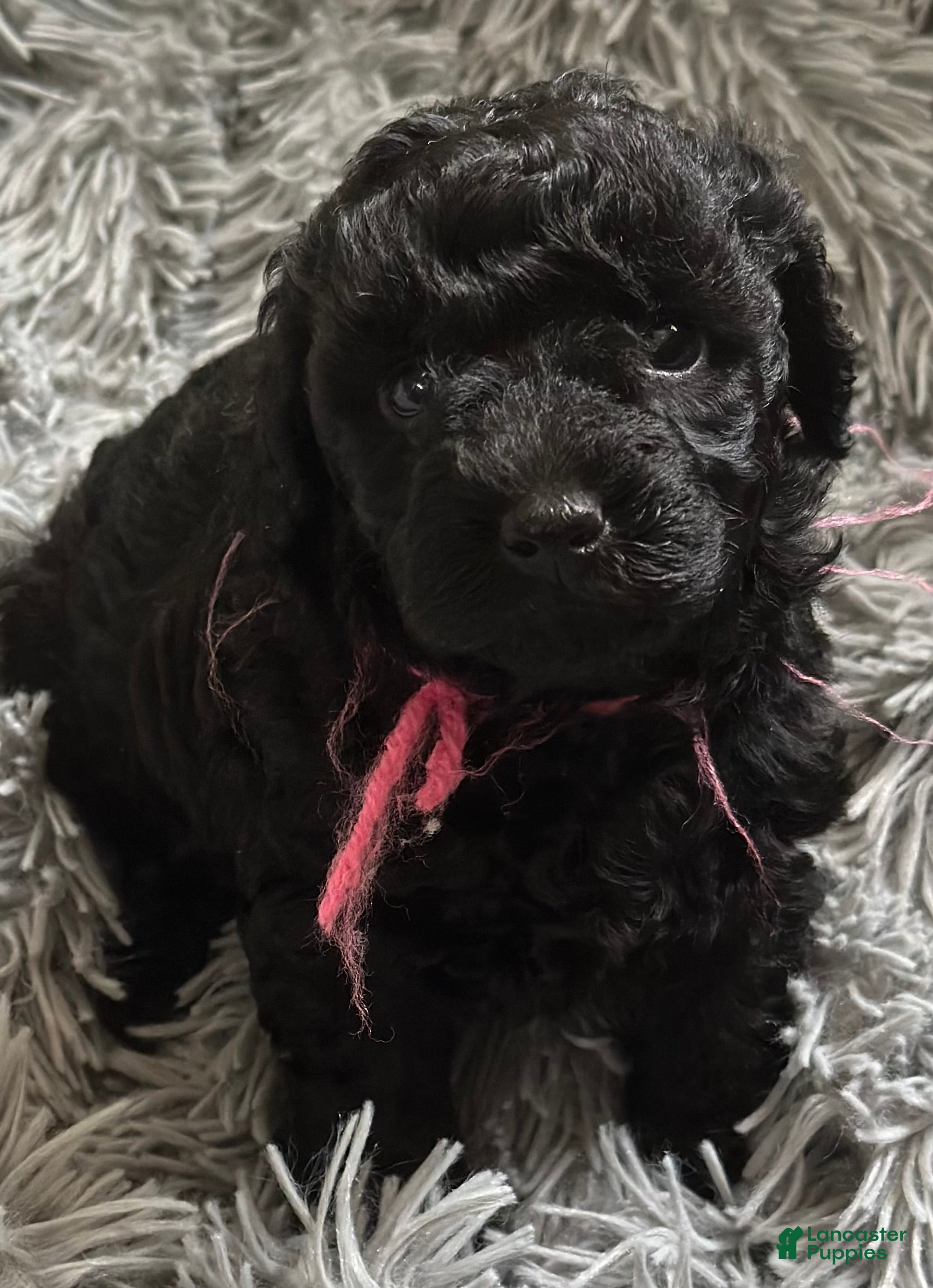 Miniature Poodle dogs Miniature Poodle Puppy 1 - Ad 6