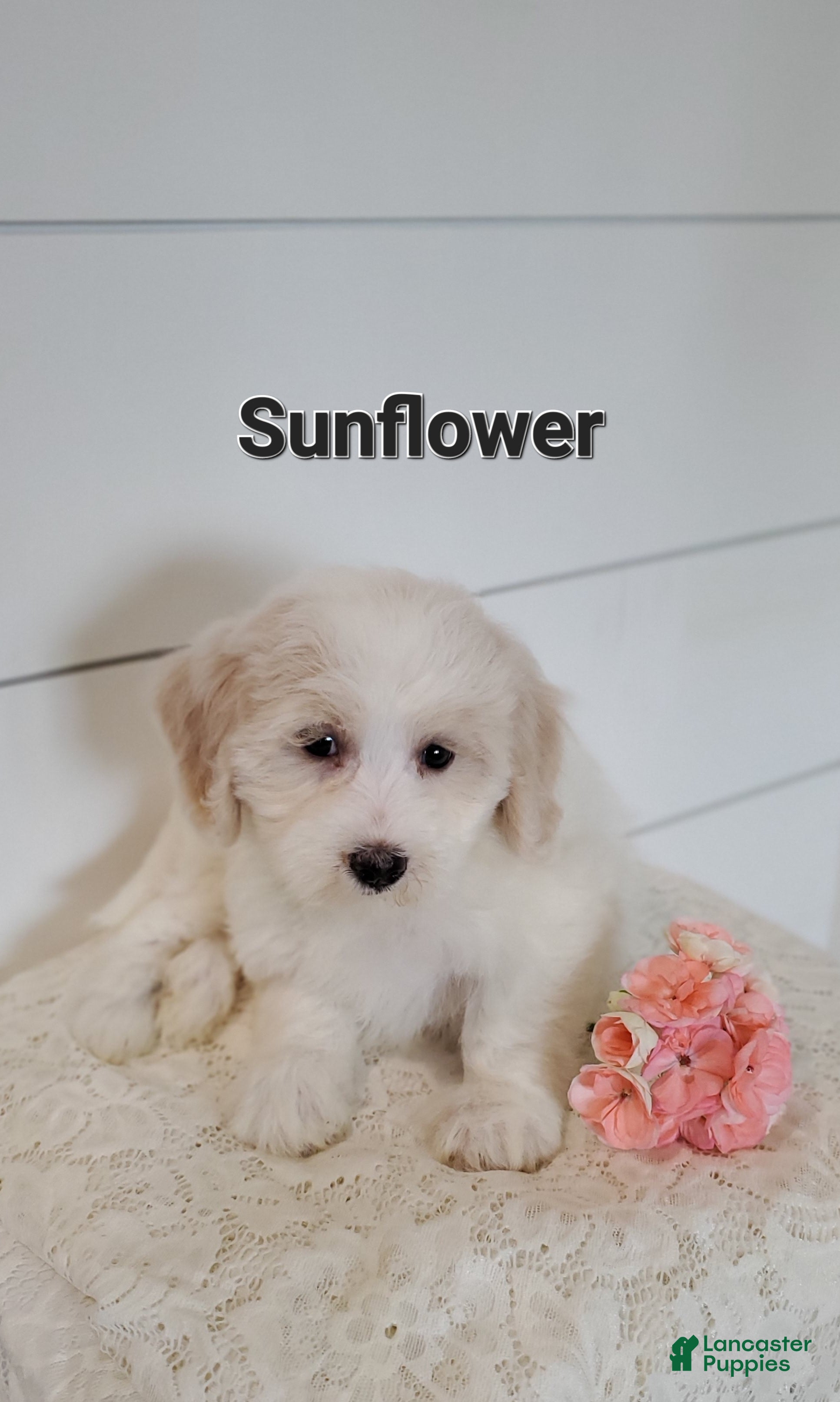 Mixed Breed dogs Sunflower  - Ad 29