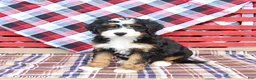 Mini Bernedoodle dogs for sale: Griffin - Ad 5