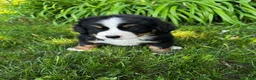 Bernese Mountain Dog dogs for sale: Roxy - Ad 5