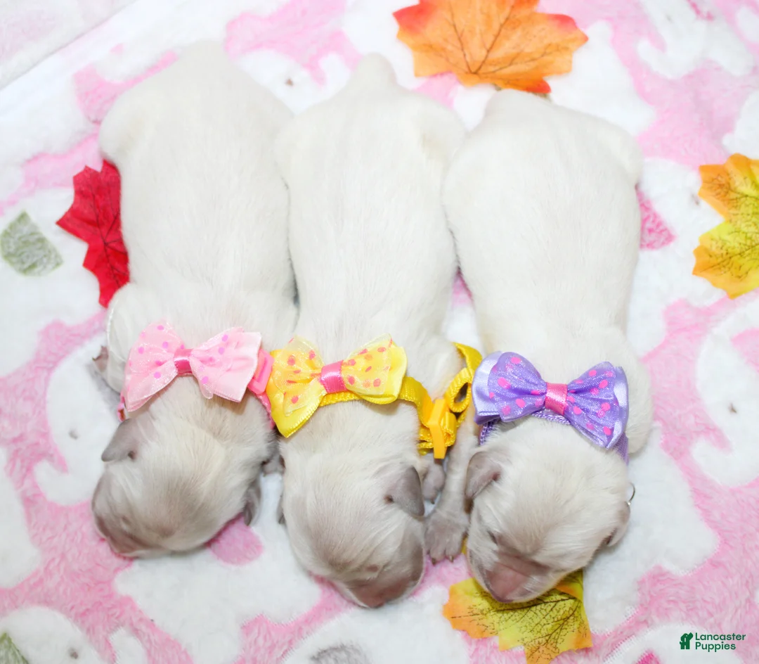 Golden Retriever dogs for sale: Daisy - Ad 2