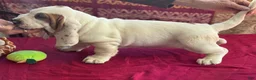 Basset Hound dogs for sale: Dottie - Ad 5