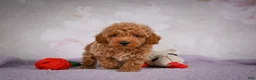 Miniature Poodle dogs for sale: Leo - Ad 10