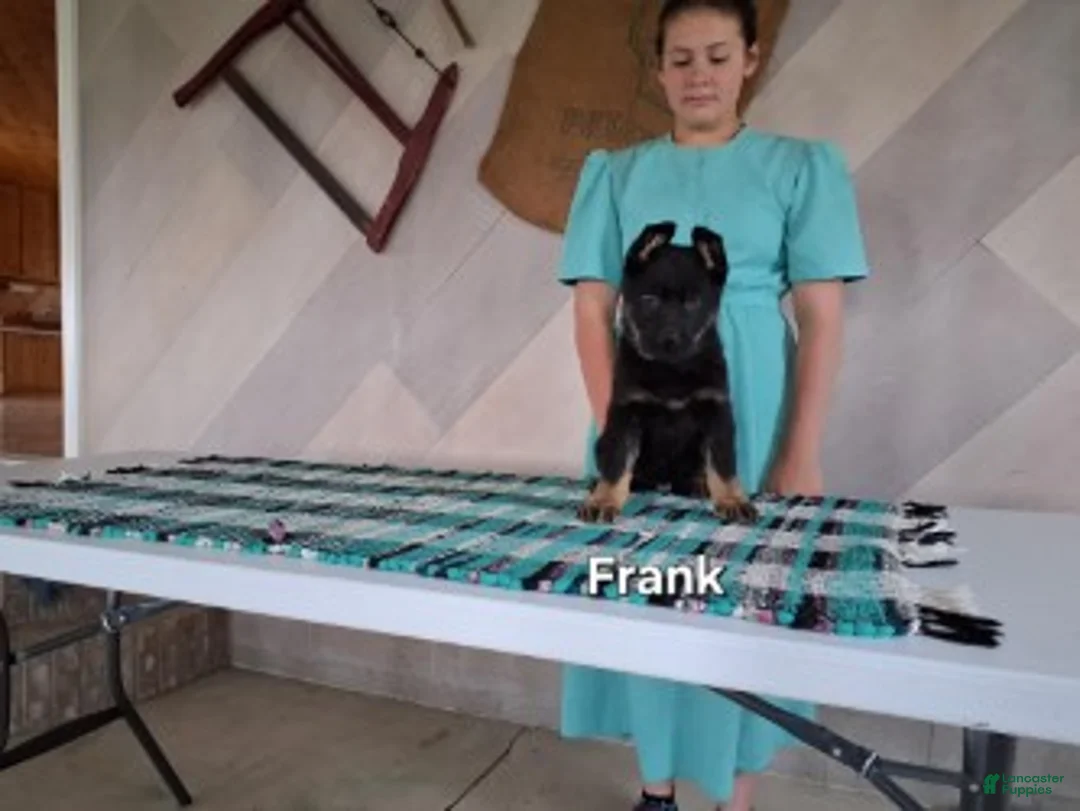 German Shepherd dogs for sale: Frank - Ad 1