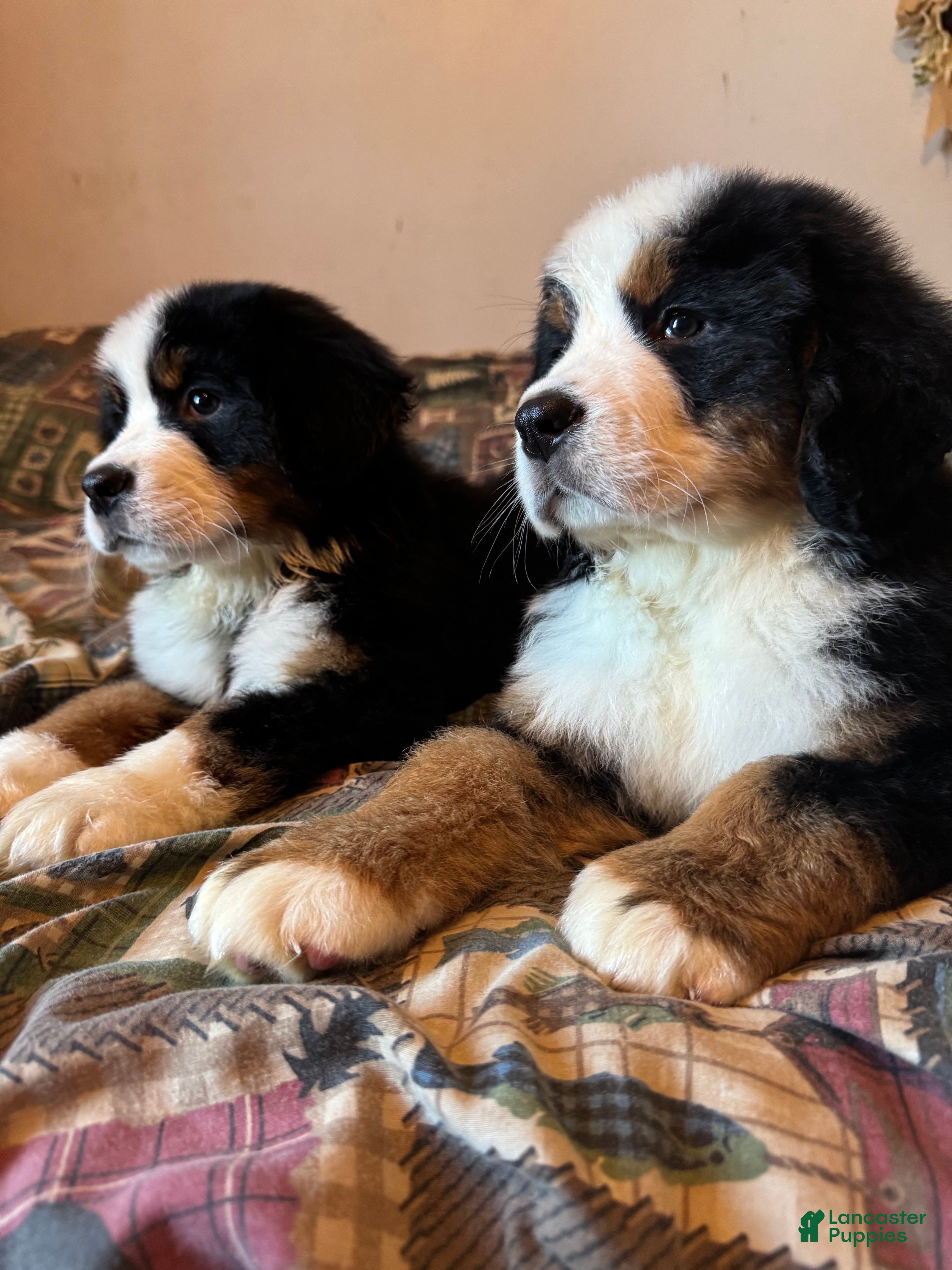 Bernese Mountain Dog dogs Shadow *Genetically Clear* - Ad 1