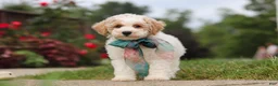 Bichpoo dogs for sale: Leo - Ad 8