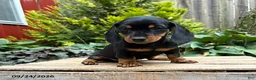Dachshund dogs for sale: Thane - Ad 1