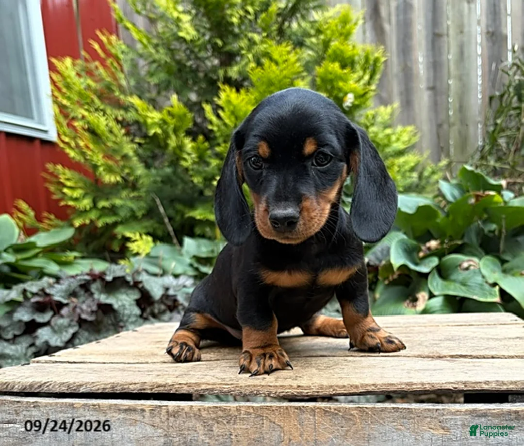 Dachshund dogs for sale: Thane - Ad 1