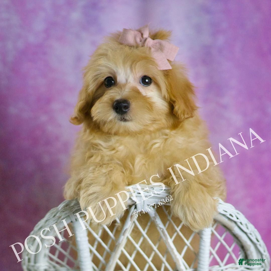 Maltipoo dogs Twinkle - Ad 34