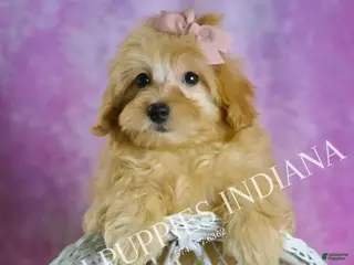 Maltipoo dogs Twinkle - Ad 34