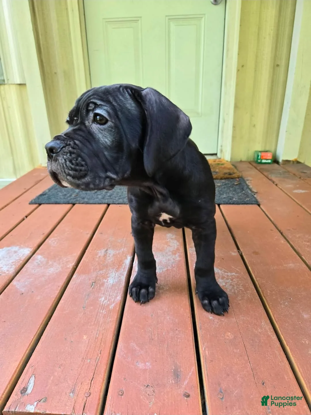Cane Corso dogs for sale: Cane Corso Puppy 4 - Ad 2