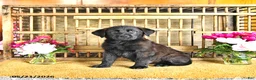 Golden Shepherd dogs for sale: Rebel - Ad 7