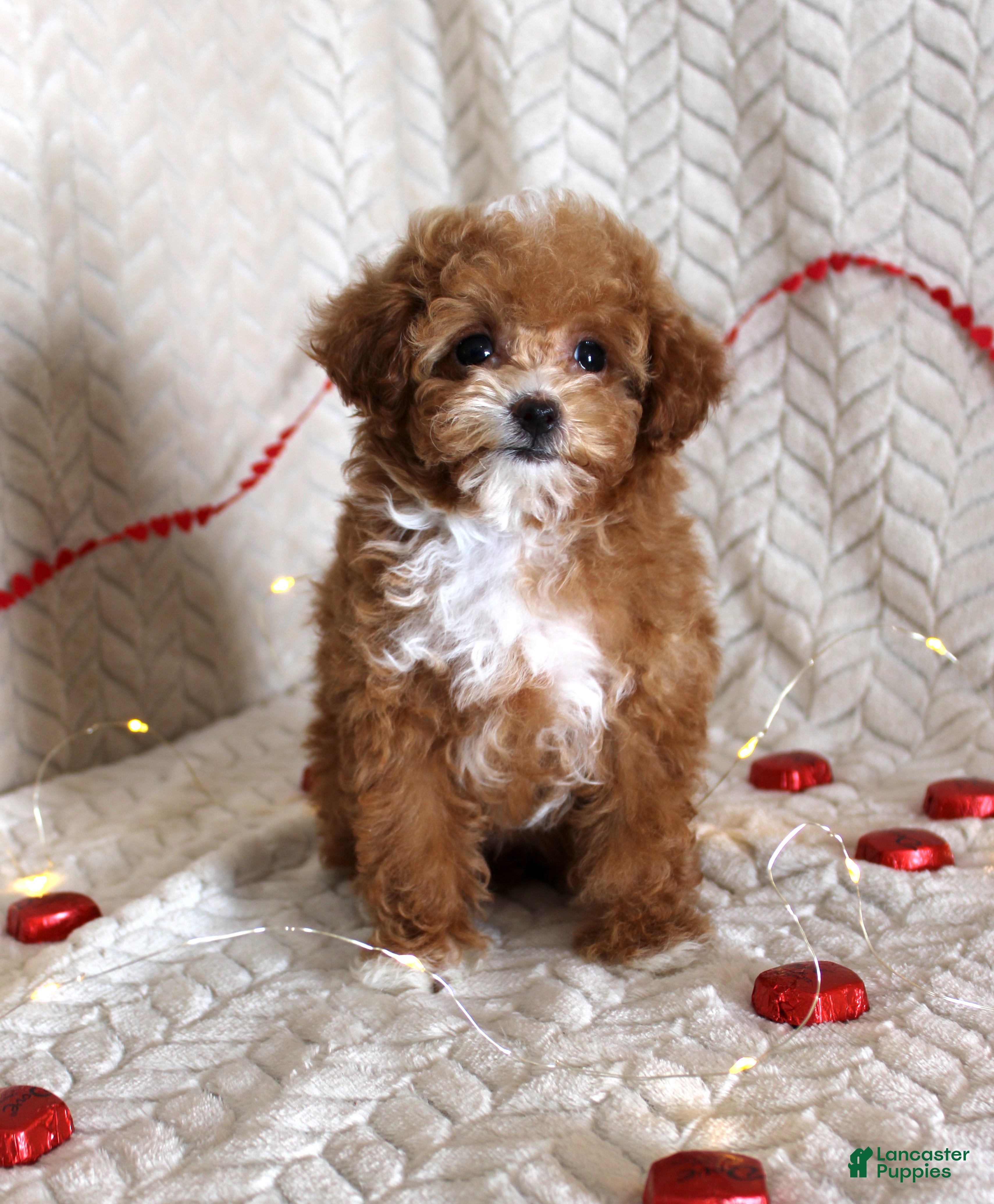 Toy Poodle dogs Amber - Ad 21