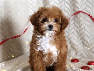 Toy Poodle dogs Amber - Ad 21