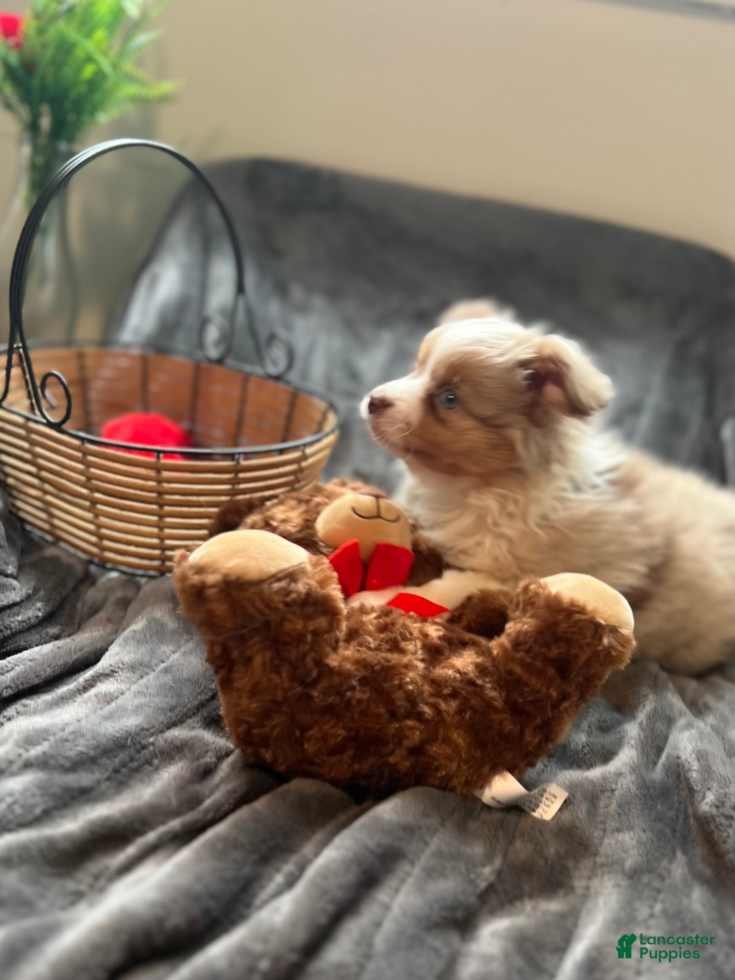 Toy Australian Shepherd dogs Toy Australian Shepherd Micky Mouse - Ad 1