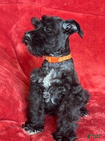 Schnauzer dogs Trapper - Ad 2