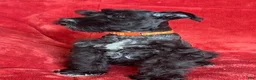 Schnauzer dogs for sale: Trapper - Ad 2