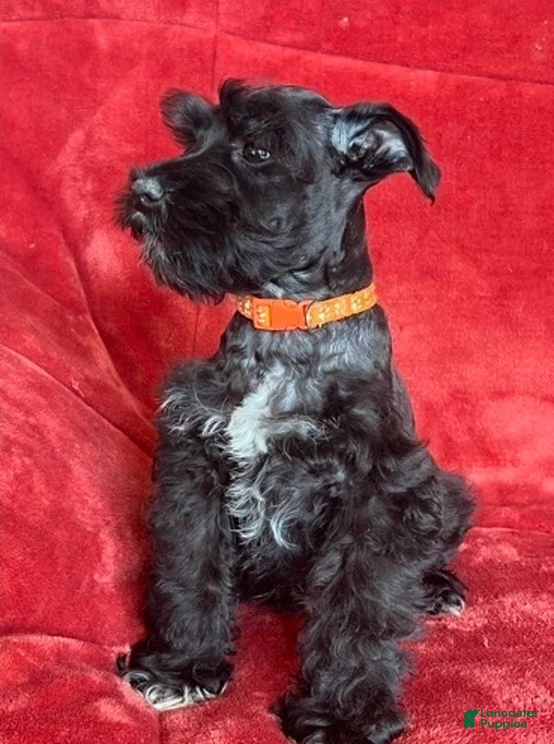Schnauzer dogs for sale: Trapper - Ad 2