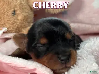 Yorkshire Terrier dogs Yorkshire Terrier Puppy 4 - Ad 28