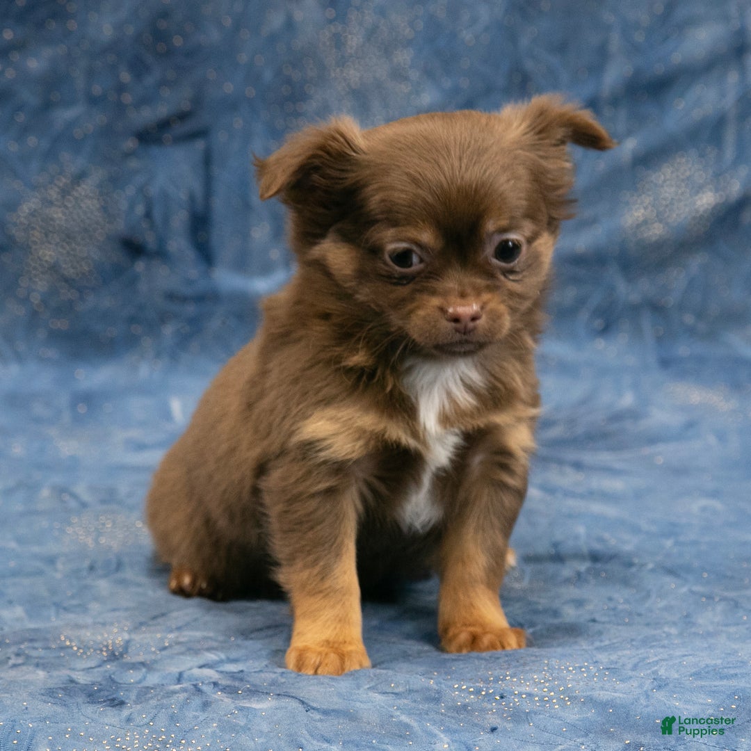 Chihuahua dogs for sale: Brandy - Ad 3