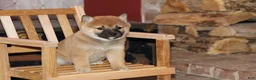 Shiba Inu dogs for sale: Shiba Inu Puppy 5 - Ad 2