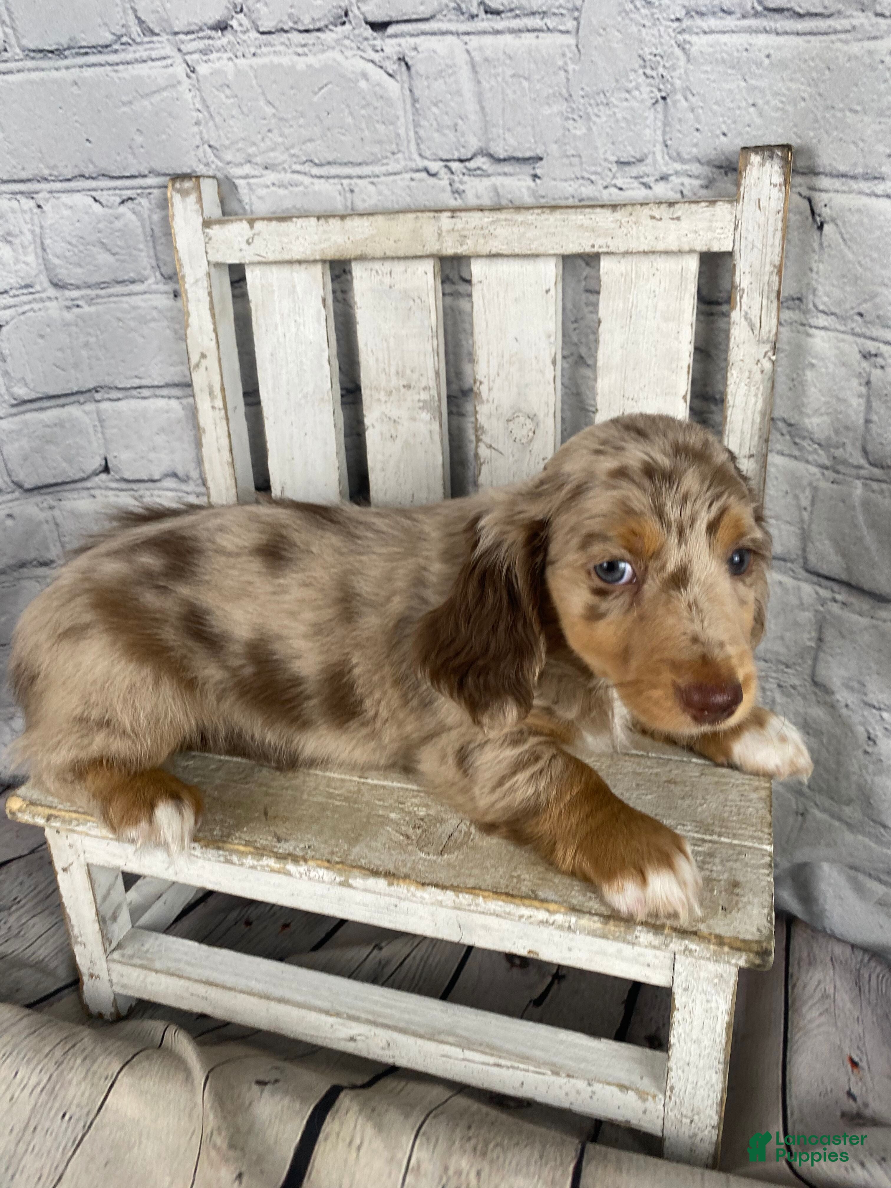 Miniature Dachshund dogs Annie - Ad 2