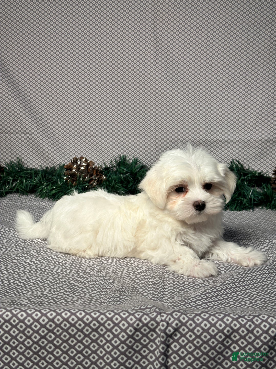 Maltese dogs for sale: Jordan - Ad 5