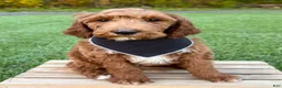 Irish Doodle dogs for sale: Cody - Ad 17
