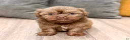 Shih Tzu dogs for sale: Harper - Ad 4