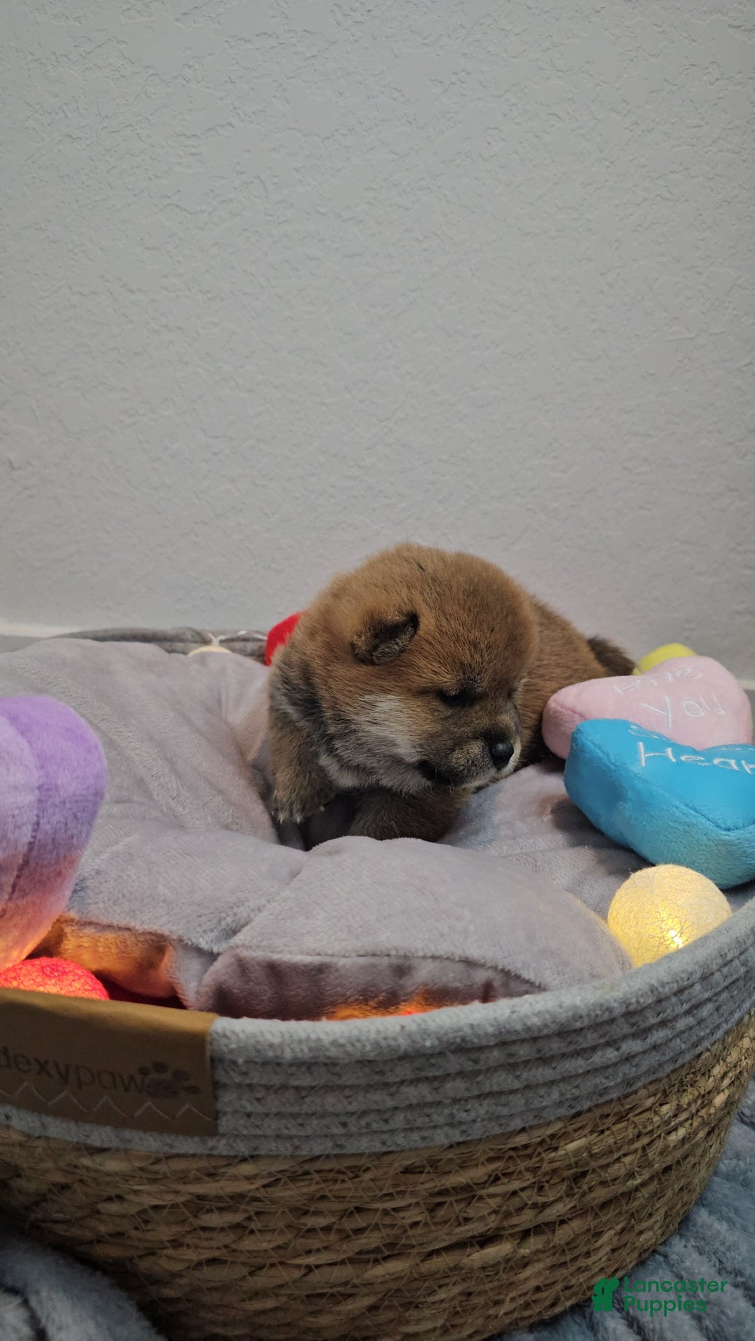 Shiba Inu dogs for sale: Kaito - Ad 8