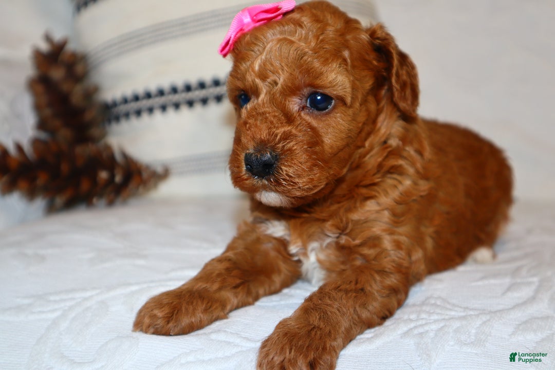 Miniature Poodle dogs for sale: Mahayla - Ad 5