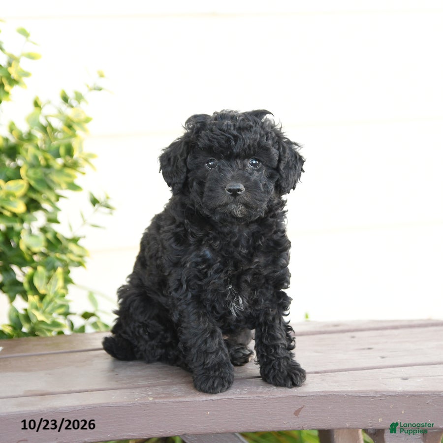 Miniature Poodle dogs for sale: Asher - Ad 2