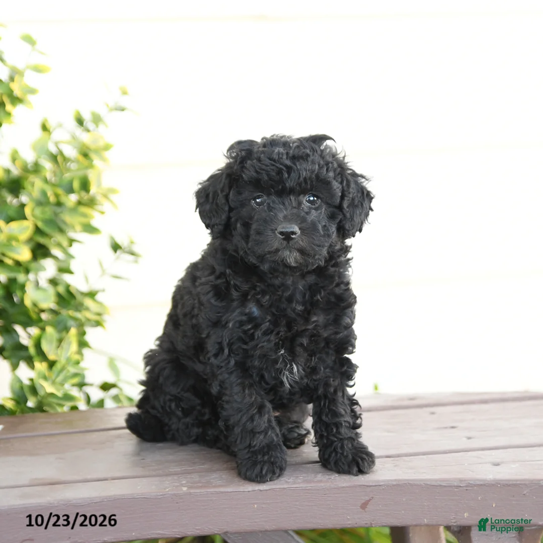 Miniature Poodle dogs for sale: Asher - Ad 2