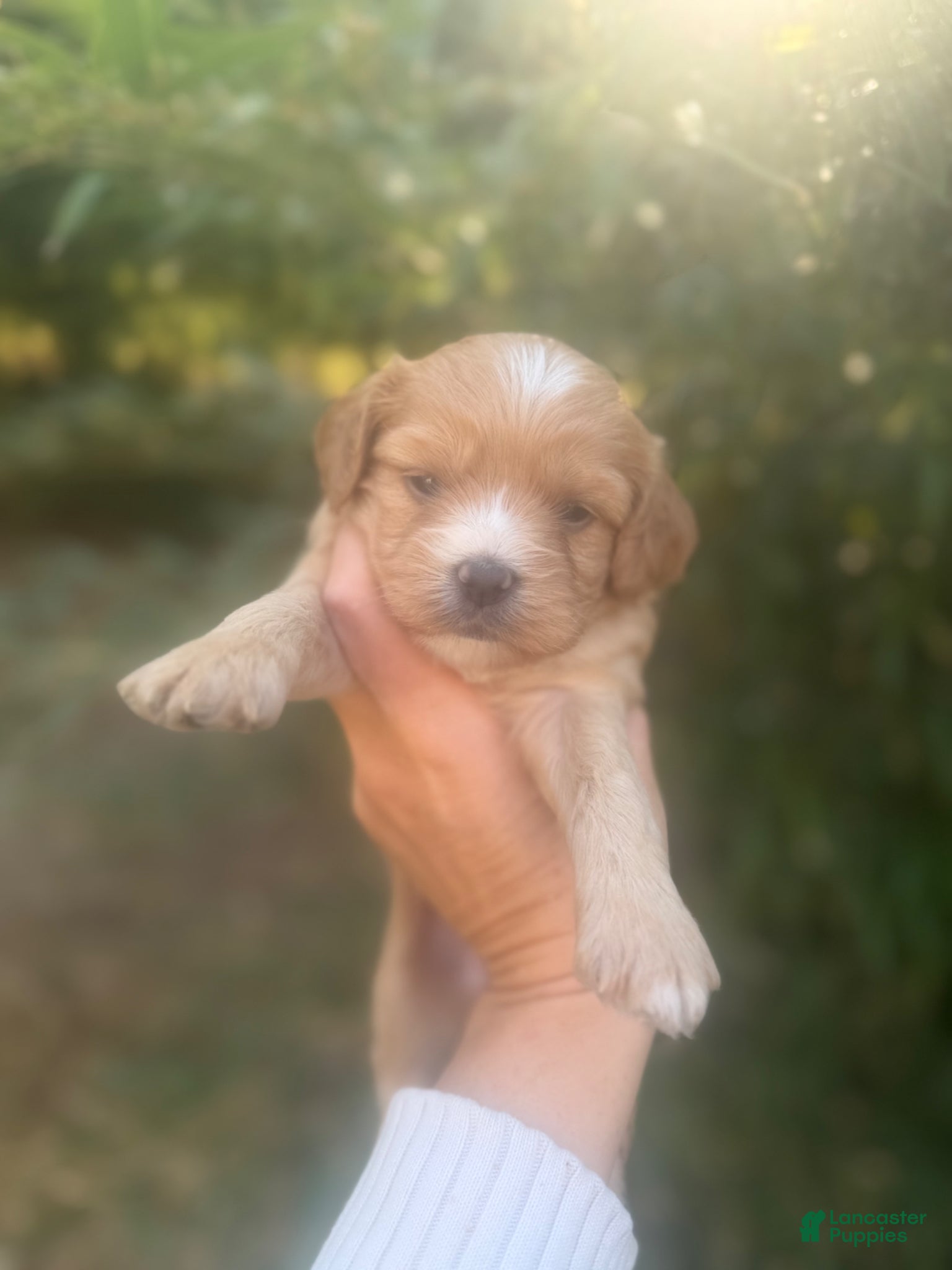 Cavapoo dogs Cami  - Ad 26