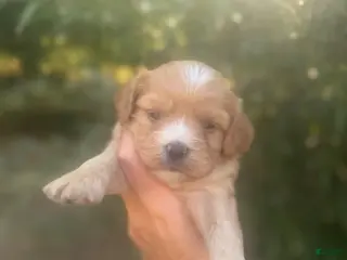 Cavapoo dogs Cami - Ad 32