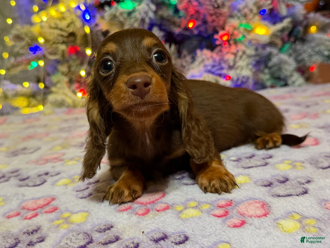 Miniature Dachshund dogs for sale: Ready 12/24/25 - Ad 39